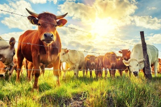 Правила содержания домашних продуктивных животных и птицы