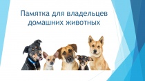 Соблюдайте правила содержания домашних животных!