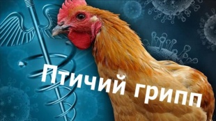Предлагаем ознакомиться с памяткой по недопущению заноса и распространения вируса высокопатогенного гриппа птиц.